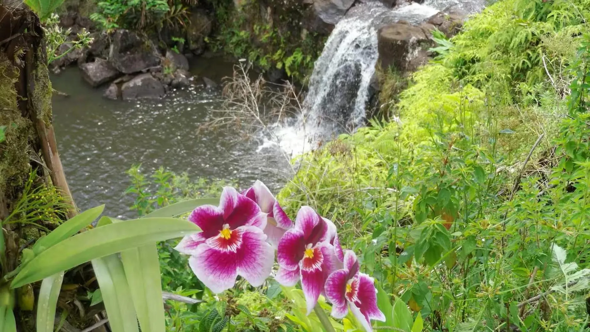 Kikala Waterfall Lodge Hilo